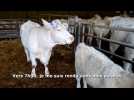 Nouvelle attaque sur des animaux : des bovins mutilés à Hémévillers