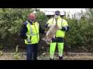 Calais: sauvetage d'un cygne