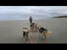 Des chiens de traineau sur la plage de Plovan