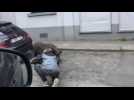 Châtelet: un cochon dans la ville
