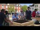 Des carrés potagers installés en plein centre-ville à Saint-Pol-sur-Ternoise