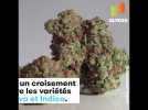 La Godfather OG est la weed la plus forte du monde