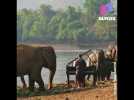 Cet homme joue du piano aux éléphants
