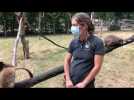 lemainelibre.fr Zoo de Pescheray : le lien fort de la petite femelle lémurien avec sa soigneuse
