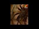 Cet arachnologue a la phobie des araignées