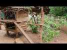 Les ratons laveurs du parc animalier de Gramat