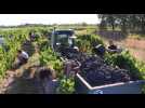 Des vendanges précoces dans le Frontonnais