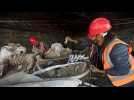 Des centaines de squelettes de mammouths découverts au Mexique