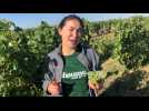 Vendanges au château de Plaisance