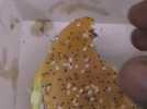 Un Rémois découvre un cafard dans son hamburger