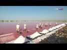 La récolte de la fleur de sel débute à Aigues-Mortes