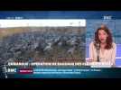 Objectif Terre : Opération de baguage des flamants roses en Camargue - 05/08