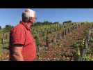 Il plante de la vigne dans le Nord - Pas-de-Calais