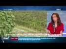 Objectif Terre : La viticulture accélère sa transition écologique - 06/08
