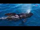 Une sortie en mer pour croiser les dauphins dans le golfe de Gascogne