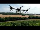 L'épandage par drone à Avirey-Lingey