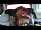 Nîmes : les pompiers sauvent un chien des flammes dans l'incendie de Saint-Césaire