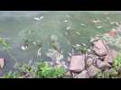 Pollution de l'eau à Franc-Waret: de nombreux poissons morts
