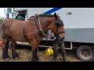 Débardage avec deux chevaux de trait à Tournai