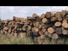 Les opérations d'abattage des frênes touchés par la chalarose en forêt de Vimy