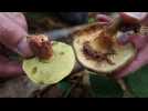 Cueillette de champignons avec Jean-Baptiste Cokelaer, auteur de Des cueillettes et des hommes.