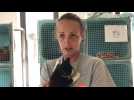 Le refuge SPA de Rennes déborde de chatons, entre abandons et conséquences du confinement