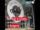 Bar à chats Angers