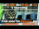 Les chats et cie à Tourcoing, pour aider les animaux des personnes en difficulté