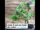 Ce jardinier canadien crée des bonsaïs de cannabis