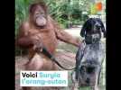 Ce chien et cet orang outan sont BFF depuis le premier jour