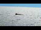 Un rorqual plonge près des îles de Lérins... et du Belem