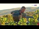 Des vendanges à Bandol dans les vignes de Monsieur Pascal