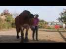 Débourrage des chevaux de trait ardennais à Launois-sur-Vence