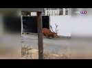 Chasse à courre : un cerf se réfugie dans un chantier à Compiègne
