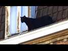 Une panthère noire se balade sur le toit d'un immeuble d'Armentières
