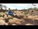 L'heure de la transhumance pour les moutons du Gard