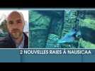 Nausicaá : l'acclimatation des raies pastenagues