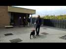 Le prince Laurent visite un centre pour chiens-guides à Tongres