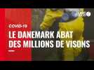 Covid-19. Le Danemark abat des millions de visons