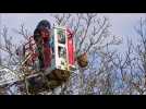 Les pompiers du Cambrésis s'équipent d'un «fusil ball» pour détruire les nids de frelons asiatiques