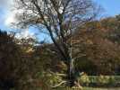 Abattage d'un arbre remarquable de plus de 30m de haut, à Beez ( Namur )