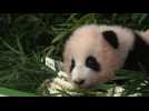 Fu Bao, bébé panda né en Corée du Sud, fait sa 1ère sortie en public