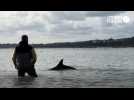 Des dauphins s'échouent en baie de Cancale