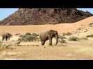 Confrontée à la sécheresse, la Namibie va vendre des éléphants
