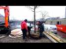 Mise en place des nouveaux arbres au grognon ( Namur )