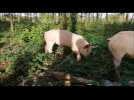 Des cochons en liberté à Saint-Léger-en-Bray