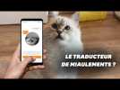 Que vaut Meow Talk, l'application qui traduit les miaulements de chat ?