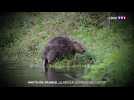 Le retour surprise du castor dans les Hauts-de-France