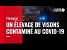 France. Un élevage de visons contaminé au Covid-19