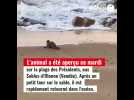 Aux Sables-d'Olonne, un phoque aperçu sur la plage des Présidents